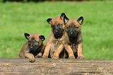 MALINOIS 1065